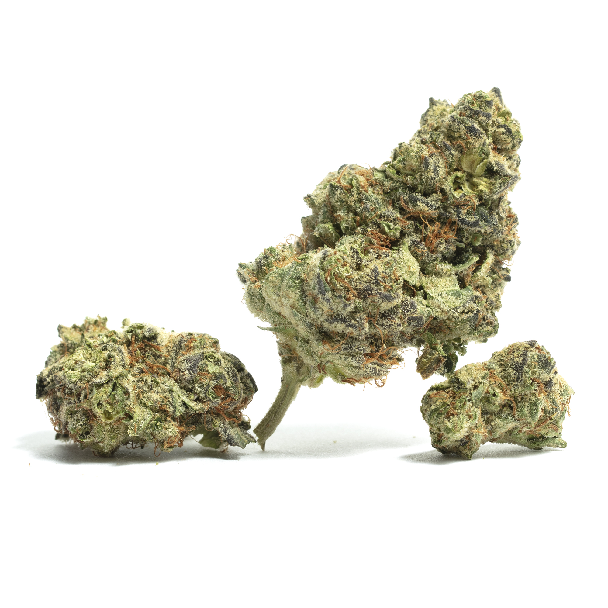 Foto de la variedad WiFi